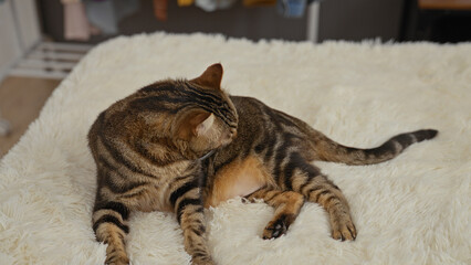 A cat lounging comfortably on a plush bed inside a cozy home.