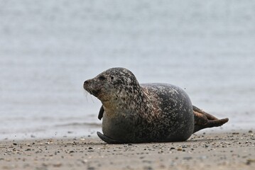 Seehund, Phoca vitulina, Helgoland © Marko