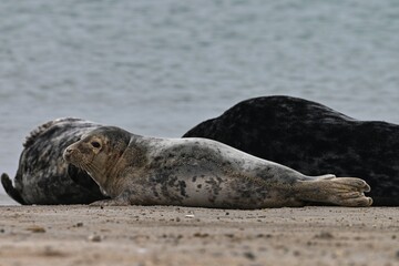Seehund, Phoca vitulina, Helgoland © Marko