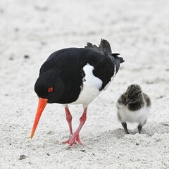 Austernfischer, Haematopus ostralegus, Helgoland
