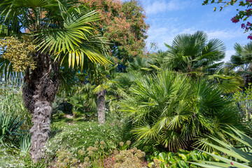 Palmengruppe im Luisenpark Mannheim