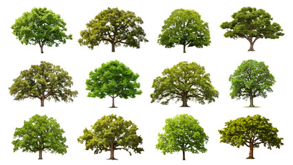 PNG big green tree element set, transparent background