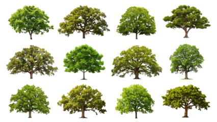 PNG big green tree element set, transparent background
