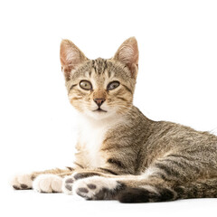 Un dolce gattino tigrato sdraiato su un fianco guarda, su sfondo bianco