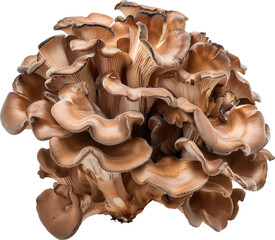 Close-up of brown mushrooms