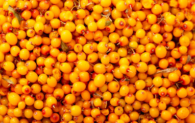 Sea buckthorn berries. Fresh ripe sea buckthorn as a background, top view. Juicy ripe yellow...