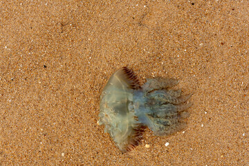 Echoes of Environmental Crisis: A Scene of Jellyfish Stranding at Lagoa de Albufeira