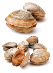 clams isolated on white background