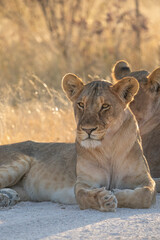 Fototapeta premium A lioness laying in the golden afternoon light in Etosha National Park. 
