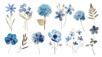 Pressed blue flowers png cut out set