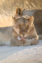 A lioness licking her paw while laying int the dirt road in Etosha National Park. 