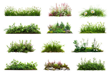 PNG spring grass, transparent background