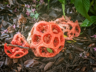 Closeup of colorful red Latticed Stinkhorn also known as Red Cage Stinkhorn and Basket Stickhorn Fungus