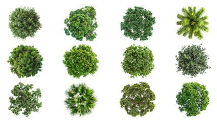 PNG tree top view, transparent background