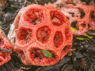 Closeup of colorful red Latticed Stinkhorn also known as Red Cage Stinkhorn and Basket Stickhorn Fungus