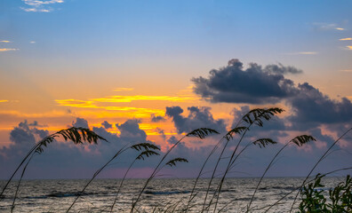 Sea Oats silhouetted by a sunset over the Gulf of Mexico in Venice Florida USA
