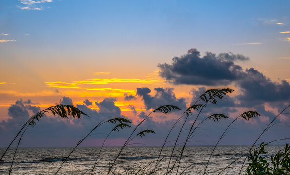 Sea Oats silhouetted by a sunset over the Gulf of Mexico in Venice Florida USA