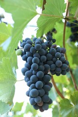 Ripe juicy grapes growing in vineyard outdoors, closeup