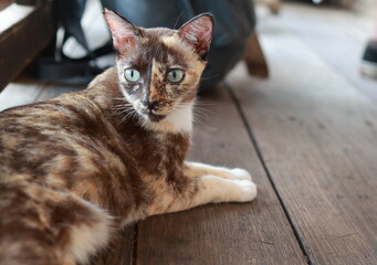 Cat relaxing on the ground. The cat has two different colored faces. Tortoiseshell cat or The cat is smeared with paint with striking yellow eyes looking at the camera. Concept love for animals, 
