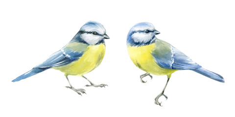 Titmouse. Watercolor illustration hand drawn and isolated on a white background © dalidasia