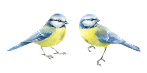 Titmouse. Watercolor illustration hand drawn and isolated on a white background