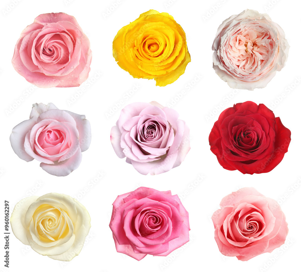 Canvas Prints Many beautiful roses isolated on white, set