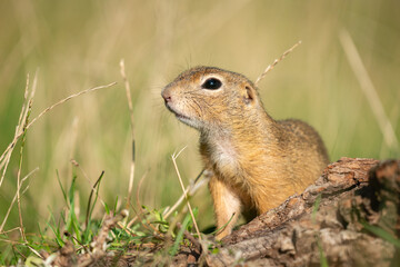 European ground squirrel, Spermophilus citellus