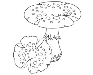 Fly agaric, poisonous spotted mushrooms - vector linear picture for coloring. Outline. Amanita poisonous mushrooms - element for coloring book	