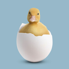 Cute fluffy gosling hatched from egg on pale light blue background