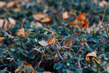 green moss on a tree trunk