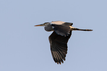 One grey heron in flight with a clear blue sky background