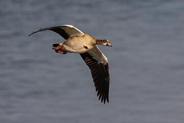 Front view of one egyptian goose flying over water