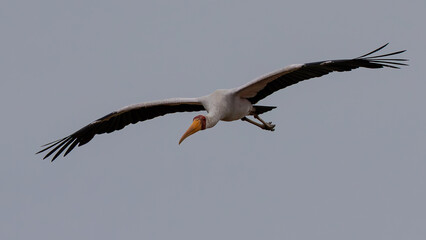 front view of a yellow billed stork flying with a clear blue background