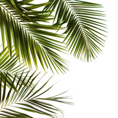 Obraz premium Palm leaves against a black background