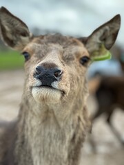 Deer looking into the camera 