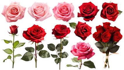 Rose flower png element set, transparent background