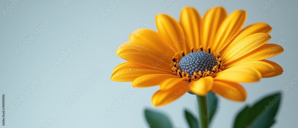 Wall mural A Close-up of a Yellow Flower with a Blue Center