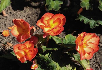 orange flowers of begonia plant in flower bed close up