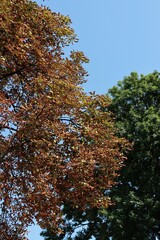 brown and green foliage of ash tree and chestnut tree 
