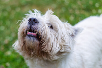 west highland white terrier white dog closeup walking in a clearing