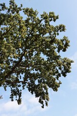 huge quercus robur tree