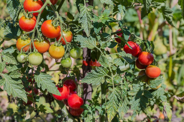 Ripe and unripe cherry tomatoes on field in sunny day