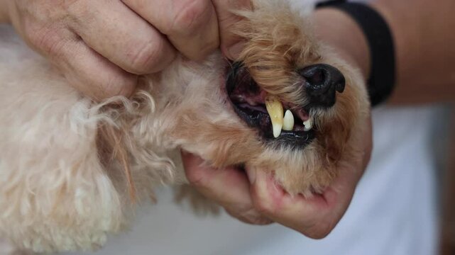 Closeup on dog with teeth gingivitis decay and gum problem had most of her teeth extracted to prevent other health issues.