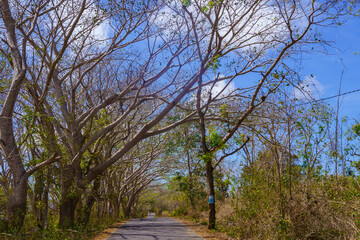 A quiet, tree-lined road stretches towards a clear blue sky.