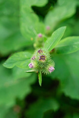 Fototapeta premium burdock lilac flowers on a blurred background of leaves