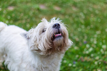 west highland white terrier with open mouth and teeth on a blurred field background