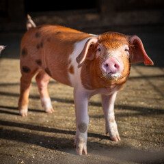 Fototapeta premium Young piglet with a distinctive brown and white coat. The piglet has a curious expression and is standing on a dirt floor, likely in a barn or pen. The sunlight casts a warm glow
