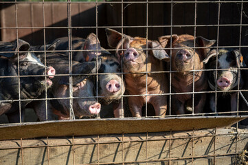 A group of pigs, penned in a wire enclosure, gaze curiously at the viewer. Their snouts are pressed...