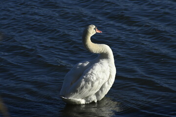 Swan on the lake, water, white, bird