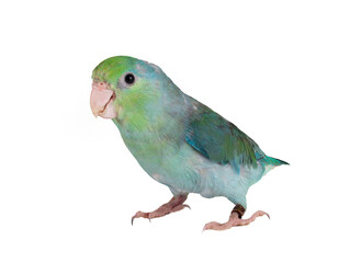 Pacific parrotlet in studio